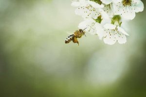 Bienen und Insekten